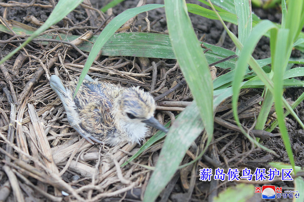 朝鲜在候鸟保护区发现濒危水鸟群和珍稀鸟类的繁殖地