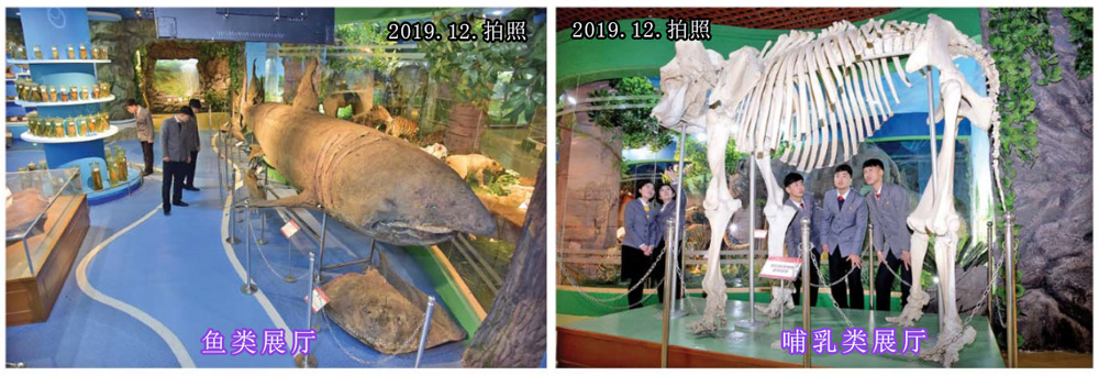 金日成综合大学 自然博物馆