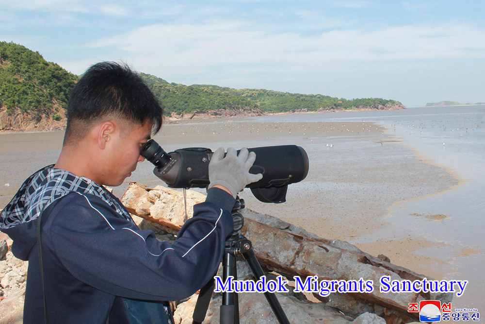 Skein of Endangered Water Bird and Breeding Place of Rare Bird Discovered in the Migrants Sanctuaries of DPRK
