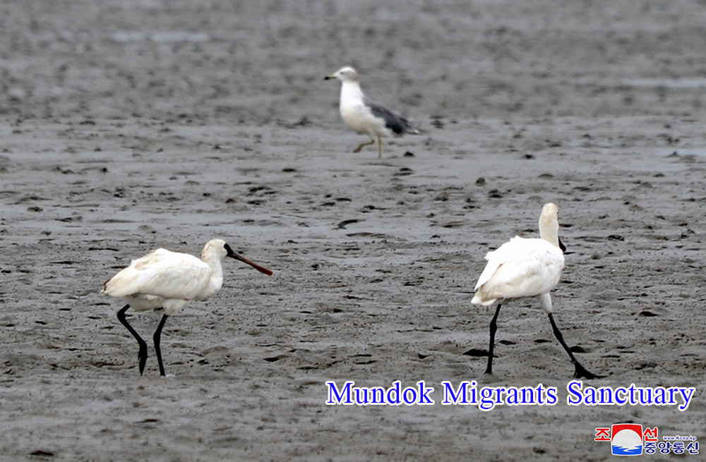Skein of Endangered Water Bird and Breeding Place of Rare Bird Discovered in the Migrants Sanctuaries of DPRK