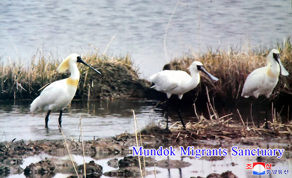 Skein of Endangered Water Bird and Breeding Place of Rare Bird Discovered in the Migrants Sanctuaries of DPRK
