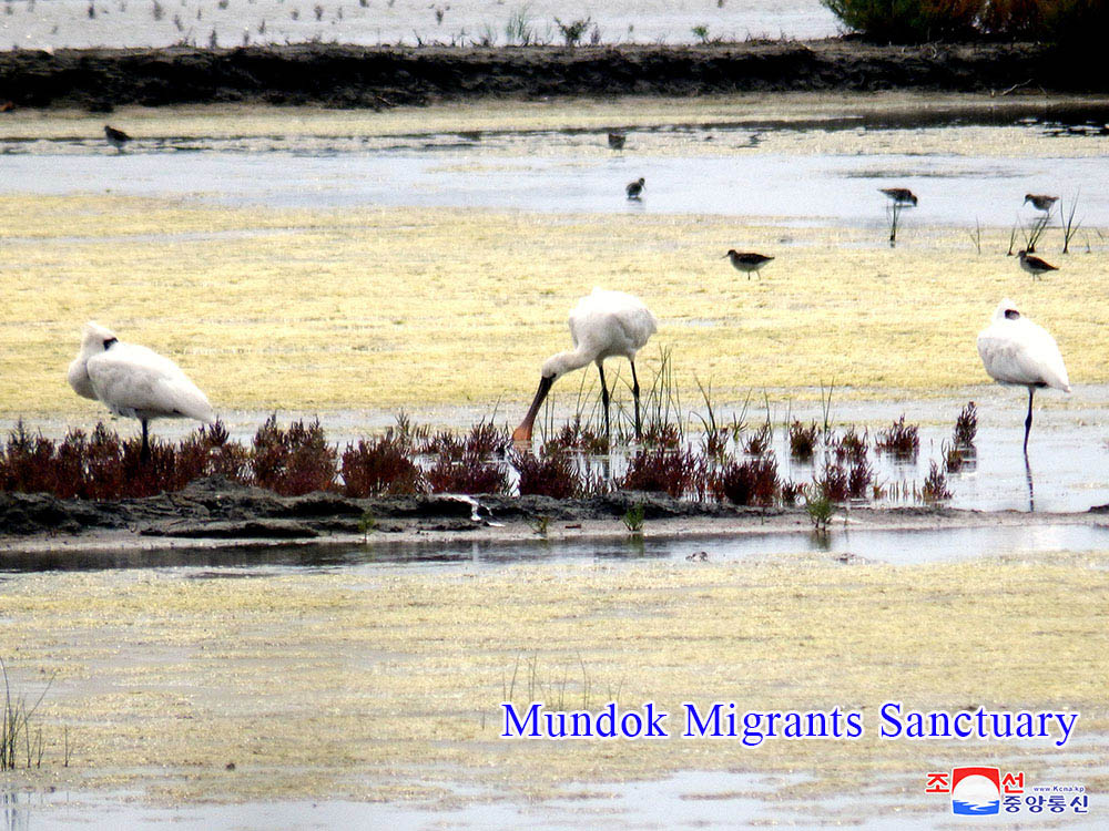 Skein of Endangered Water Bird and Breeding Place of Rare Bird Discovered in the Migrants Sanctuaries of DPRK