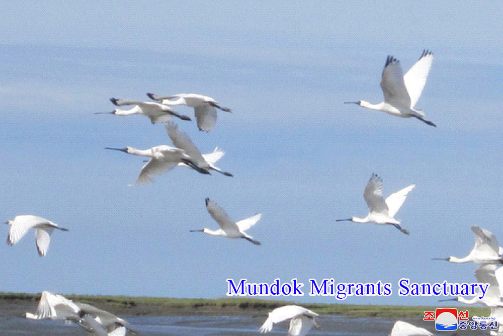 Skein of Endangered Water Bird and Breeding Place of Rare Bird Discovered in the Migrants Sanctuaries of DPRK
