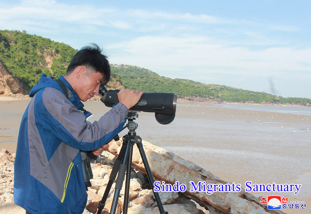 Skein of Endangered Water Bird and Breeding Place of Rare Bird Discovered in the Migrants Sanctuaries of DPRK