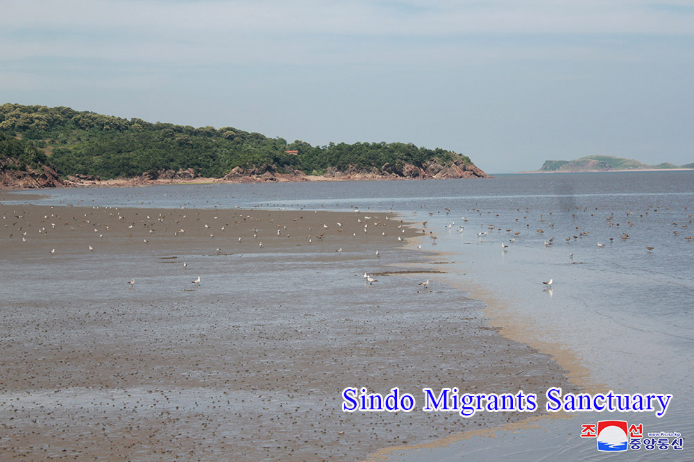 Skein of Endangered Water Bird and Breeding Place of Rare Bird Discovered in the Migrants Sanctuaries of DPRK