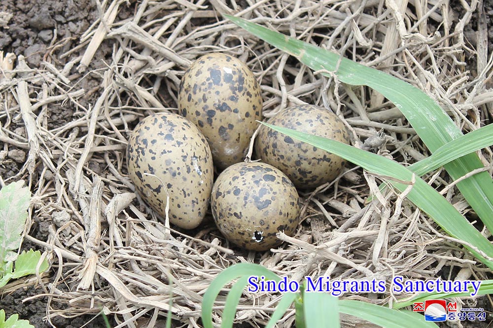 Skein of Endangered Water Bird and Breeding Place of Rare Bird Discovered in the Migrants Sanctuaries of DPRK