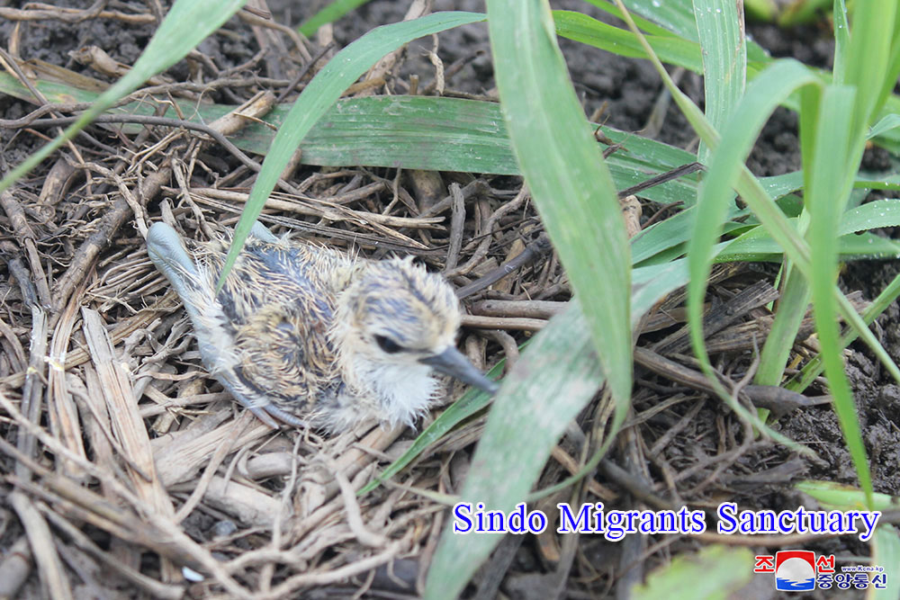 Skein of Endangered Water Bird and Breeding Place of Rare Bird Discovered in the Migrants Sanctuaries of DPRK