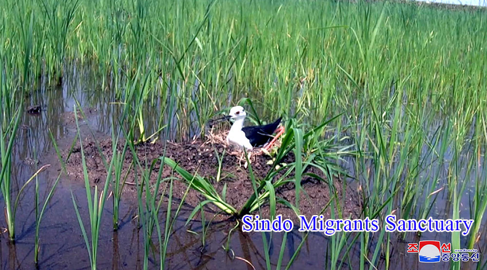 Skein of Endangered Water Bird and Breeding Place of Rare Bird Discovered in the Migrants Sanctuaries of DPRK