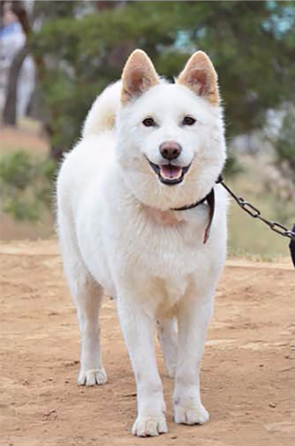朝鲜的国犬 — 丰山狗