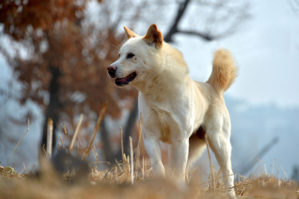 朝鲜的国犬 — 丰山狗