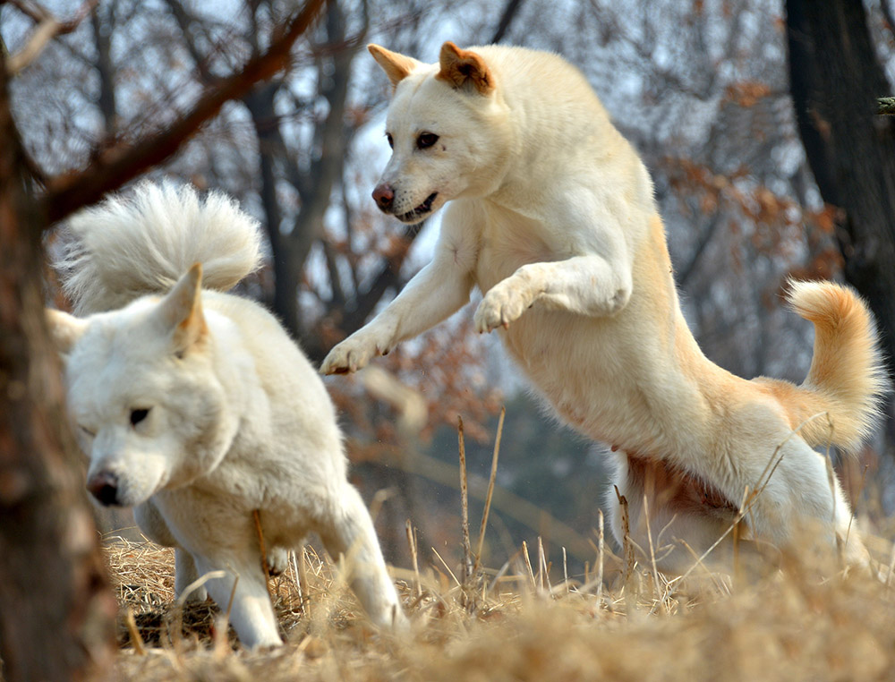 朝鲜的国犬 — 丰山狗