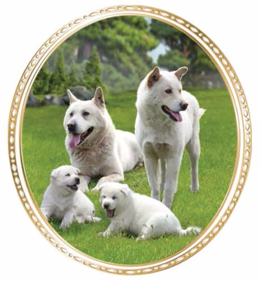 朝鲜的国犬 — 丰山狗