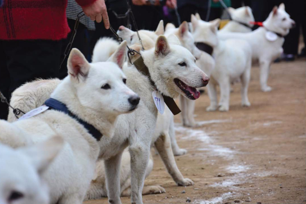 朝鲜的国犬 — 丰山狗