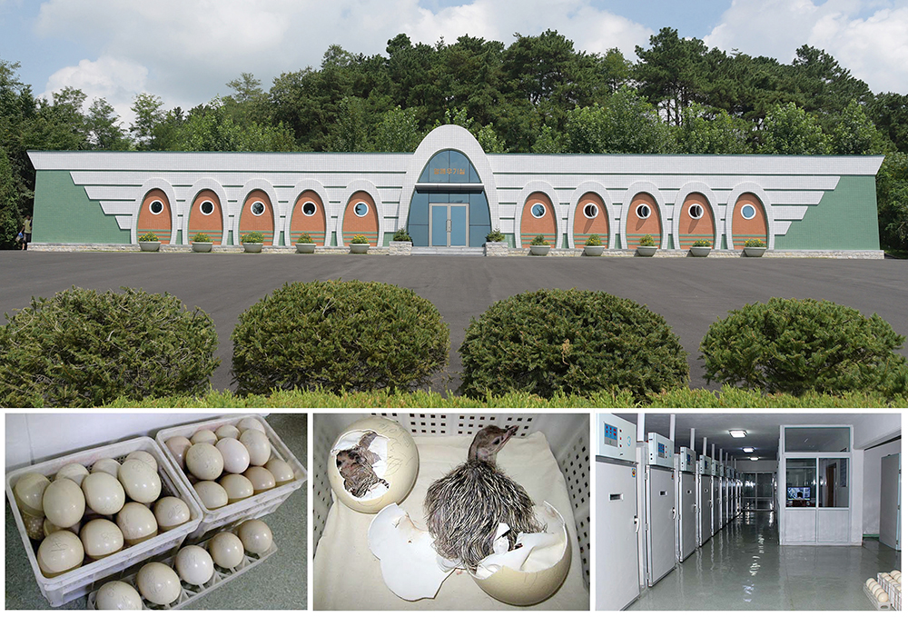 平壤鸵鸟牧场