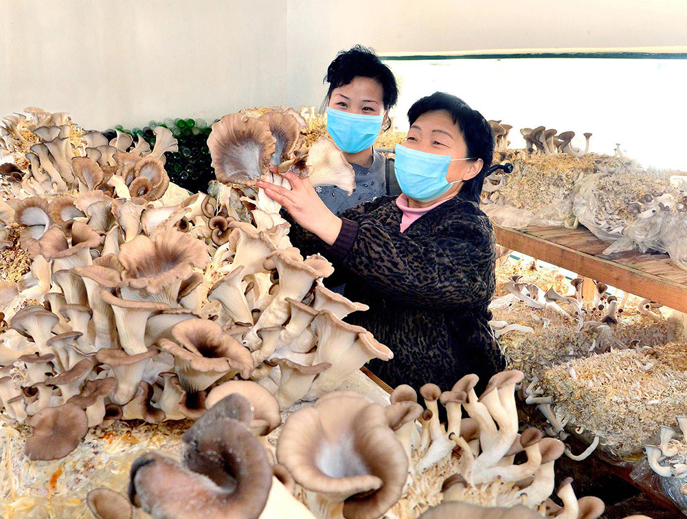 大量生产各种食用菌