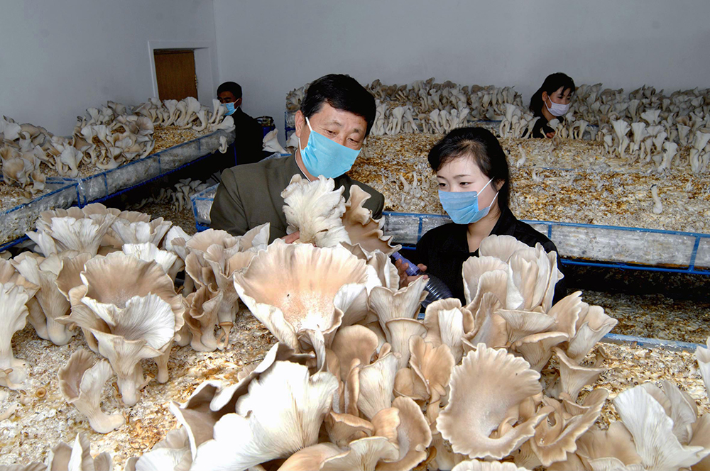 大量生产各种食用菌