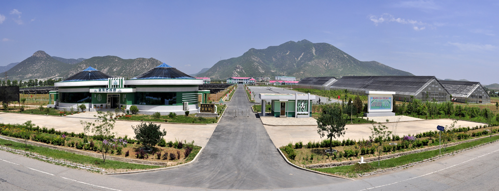 Almáciga en la provincia Hwanghae del Norte