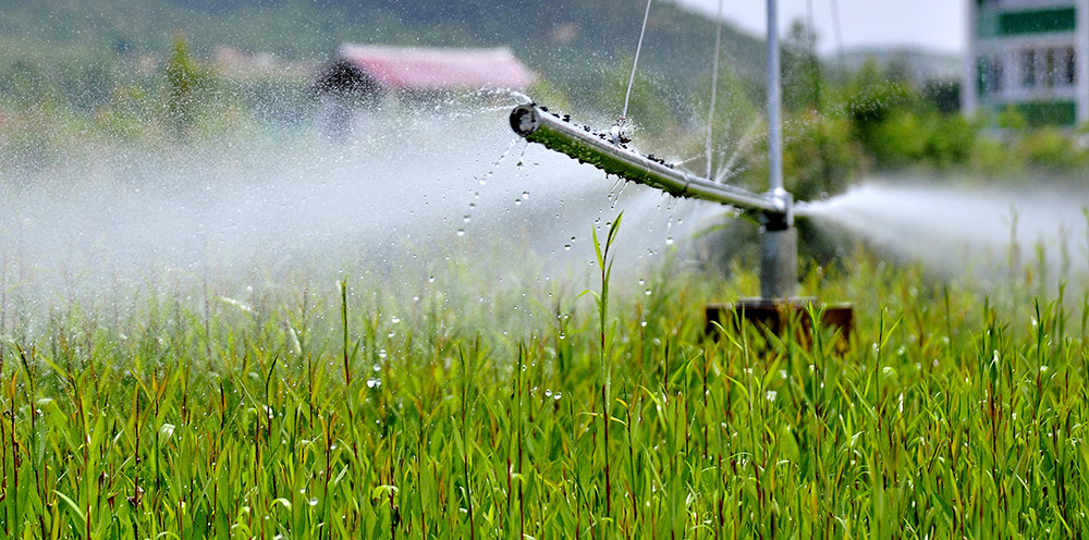 Bases de producción de posturas para la repoblación forestal