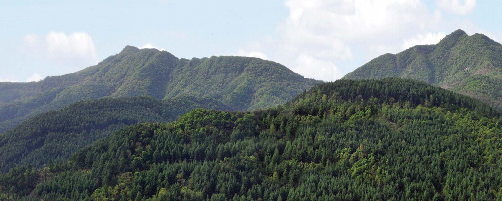 Bases de producción de posturas para la repoblación forestal