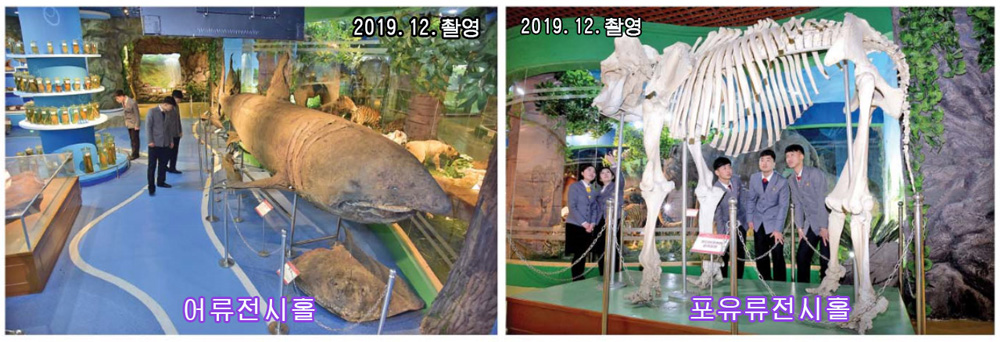 종합대학 자연박물관