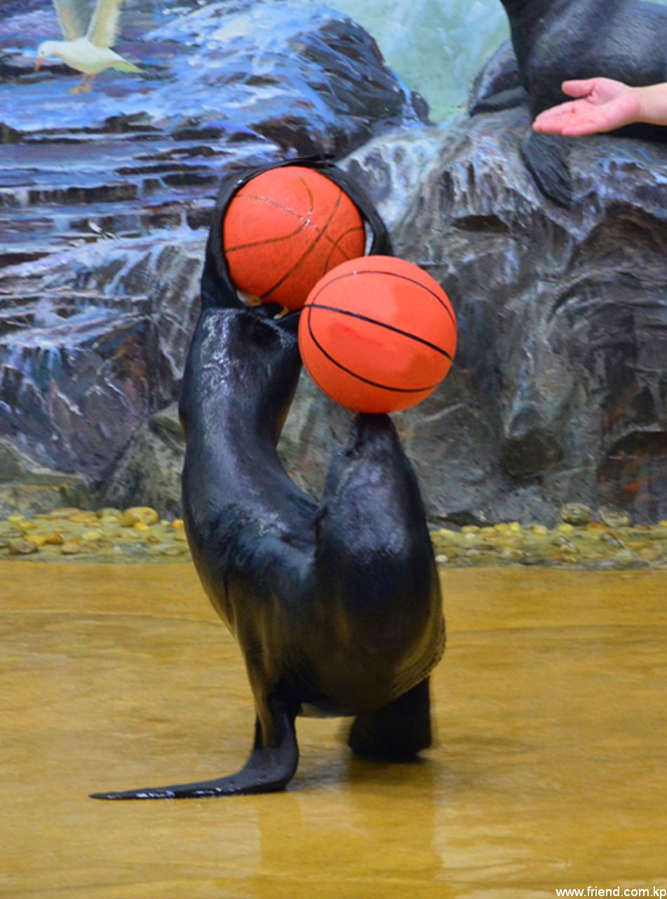 Salon des talents des animaux