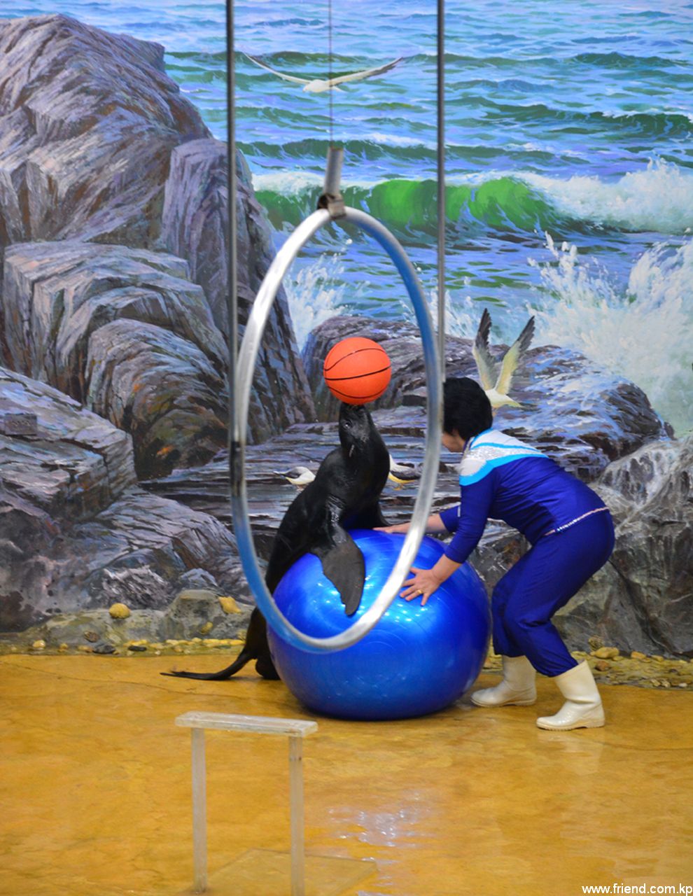 Salon des talents des animaux