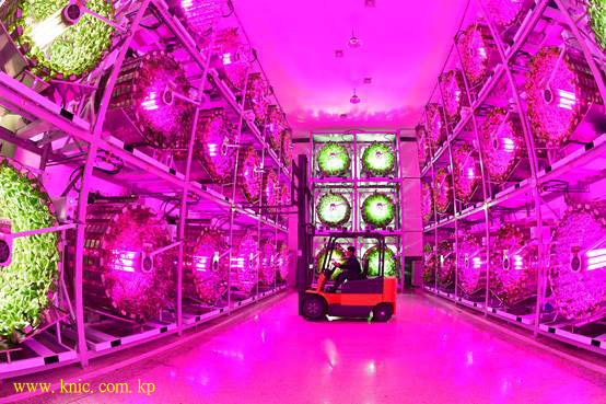 Kangdong General Greenhouse Farm