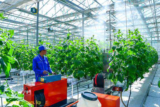 Kangdong General Greenhouse Farm