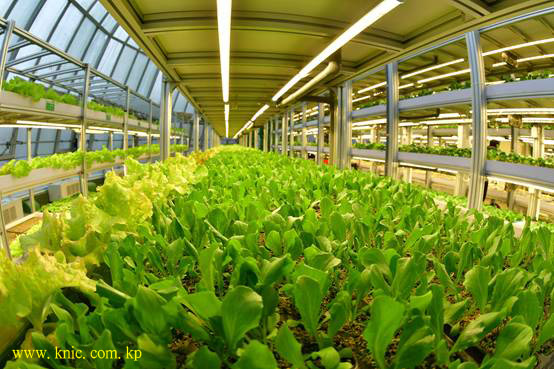Kangdong General Greenhouse Farm