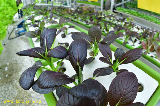 Kangdong General Greenhouse Farm