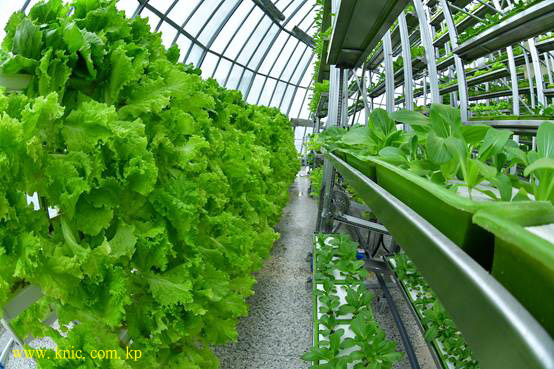 Kangdong General Greenhouse Farm