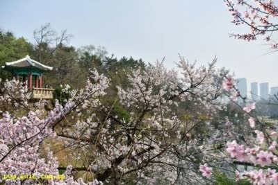 The view of Pyongyang in a meaningful spring season of April