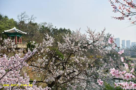 The view of Pyongyang in a meaningful spring season of April