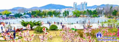 Flower Festival-2025