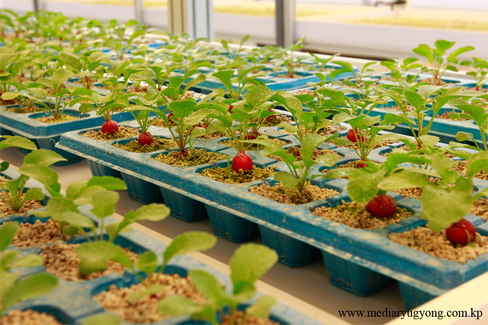 江东综合温室农场