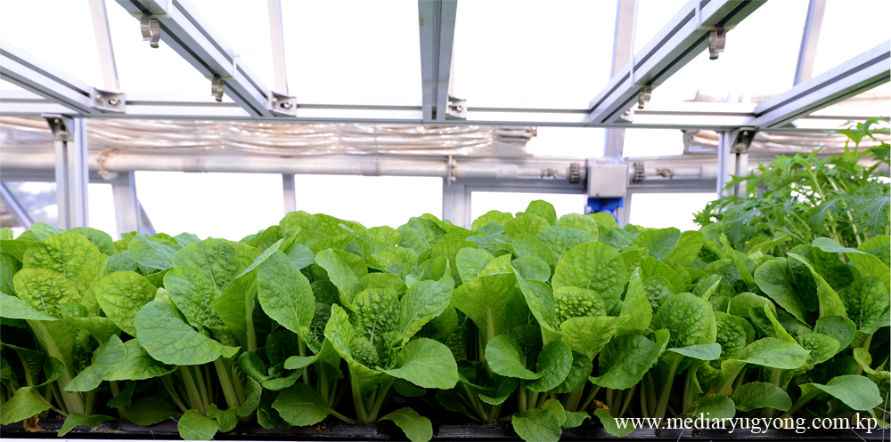 江东综合温室农场