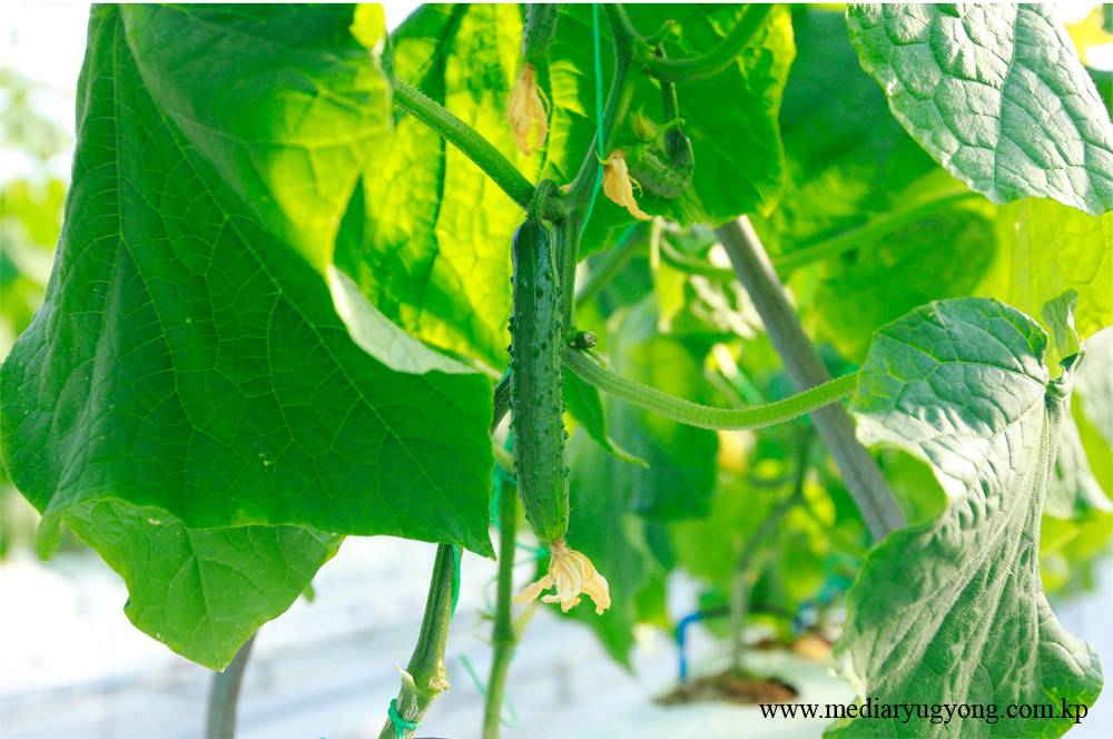 江东综合温室农场