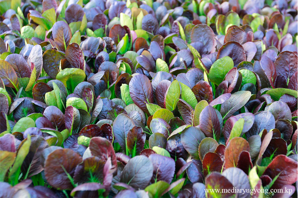 江东综合温室农场