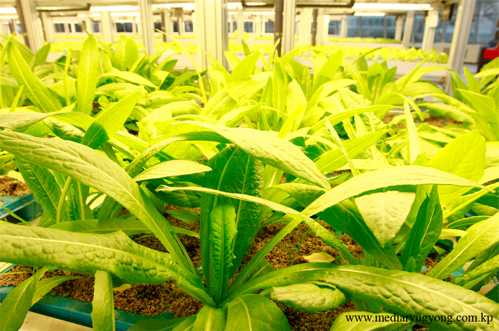 江东综合温室农场