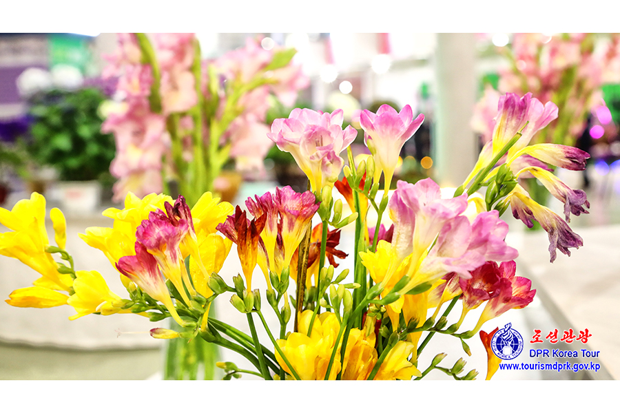 Flower Festival-2026