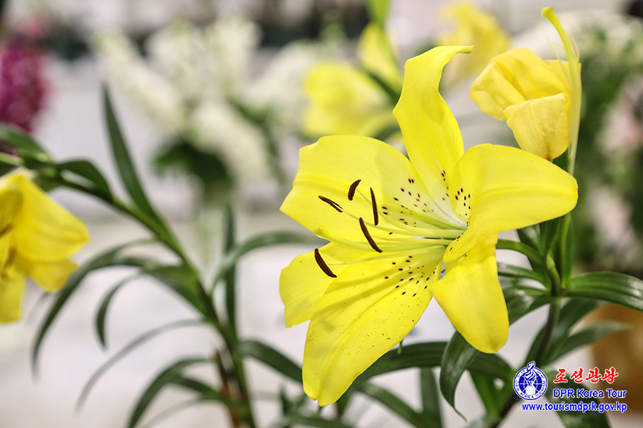 Flower Festival-2026