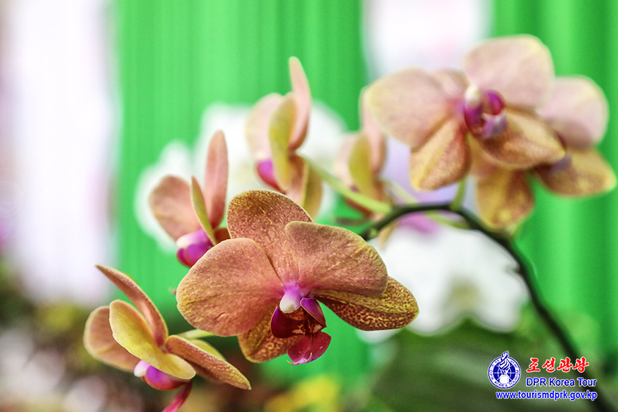 Flower Festival-2026