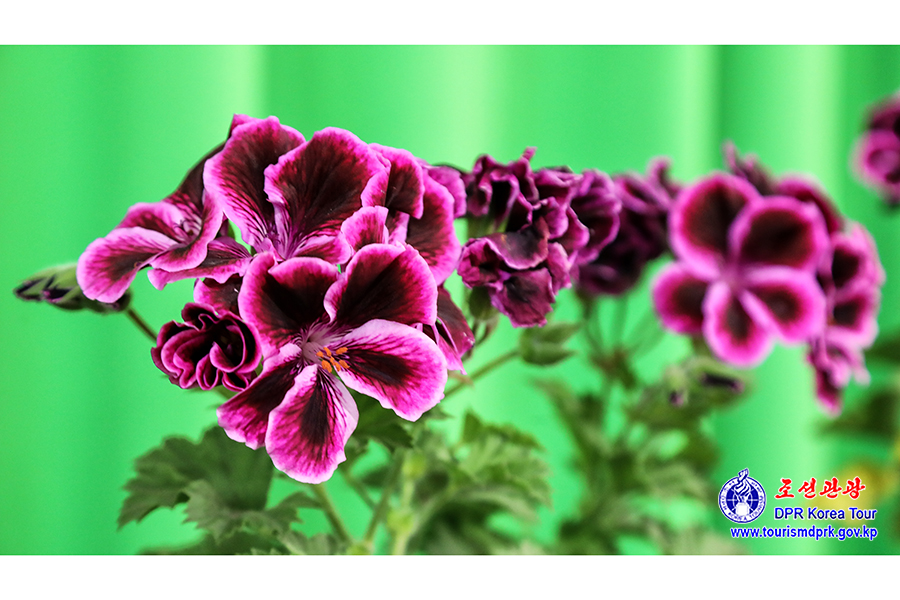 Flower Festival-2026