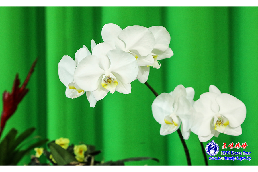 Flower Festival-2026