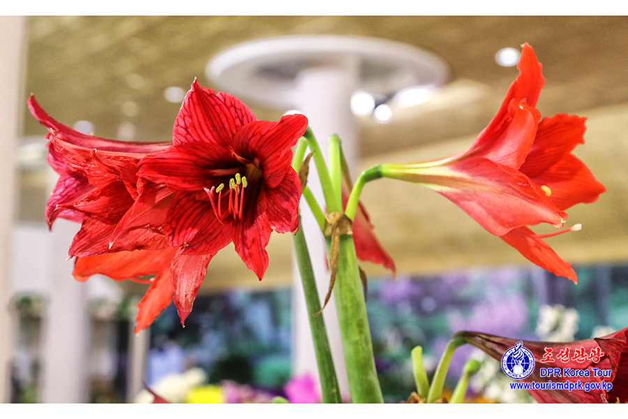 Flower Festival-2026