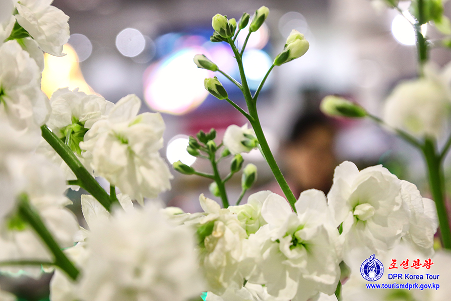 Flower Festival-2026