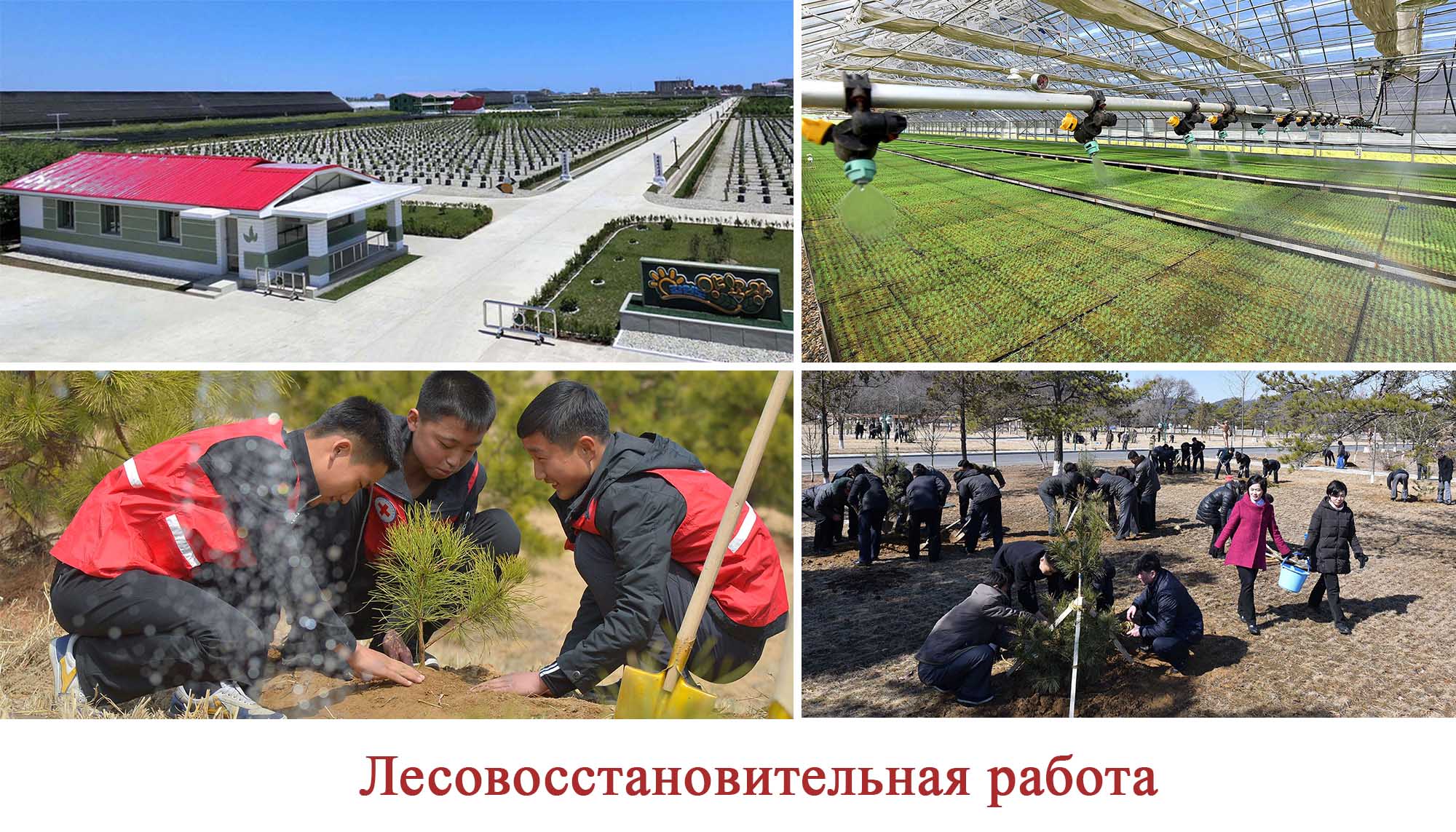 Восторг народа