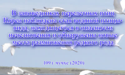 В заповедниках перелетных птиц Кореи наблюдена стая водяной птицы-вида, находящегося в опасности исчезновения и обнаружены новые места размножения редкого рода