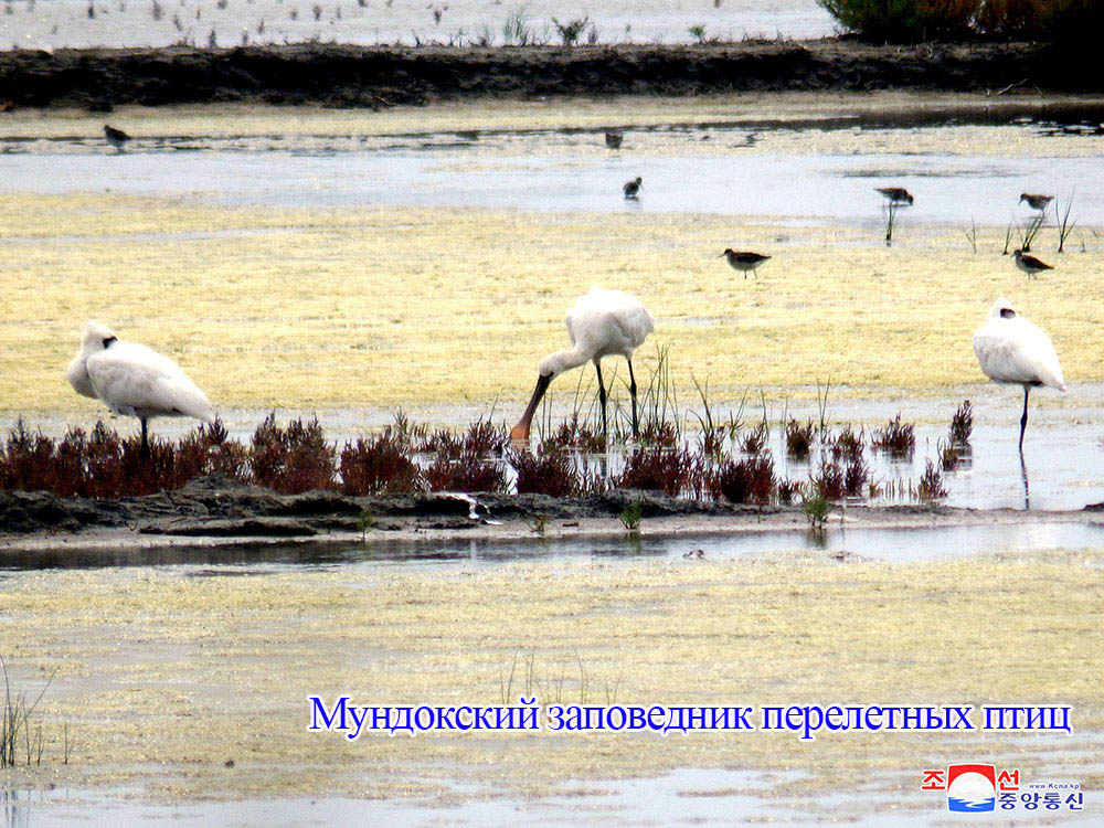 В заповедниках перелетных птиц Кореи наблюдена стая водяной птицы-вида, находящегося в опасности исчезновения и обнаружены новые места размножения редкого рода