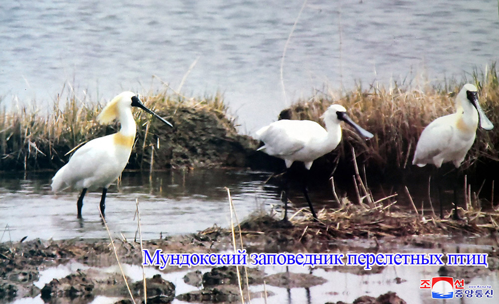 В заповедниках перелетных птиц Кореи наблюдена стая водяной птицы-вида, находящегося в опасности исчезновения и обнаружены новые места размножения редкого рода